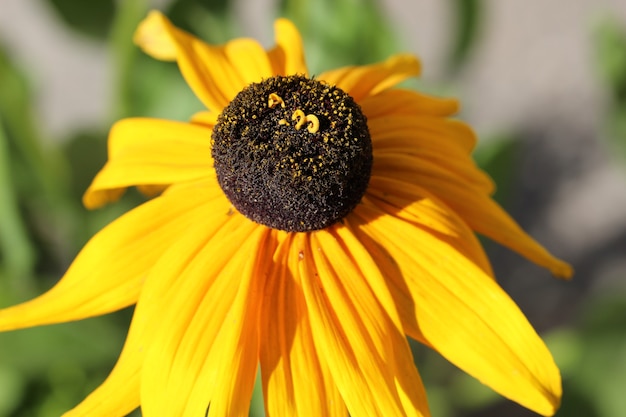 Perda de uma flor de equinácea em um jardim botânico