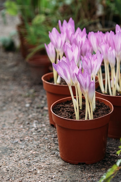 Perder de Colchicum - mudas de flores da primavera em estufa