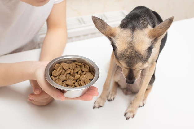 Pérdida de apetito en un perro La mascota se aleja del tazón con el alimento en manos de la niña