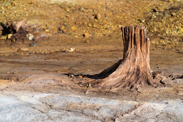 Pérdida de bosques como resultado de la contaminación, la sequía y los incendios. Forma inusual de troncos de árboles secos, textura de árbol muerto sin corteza