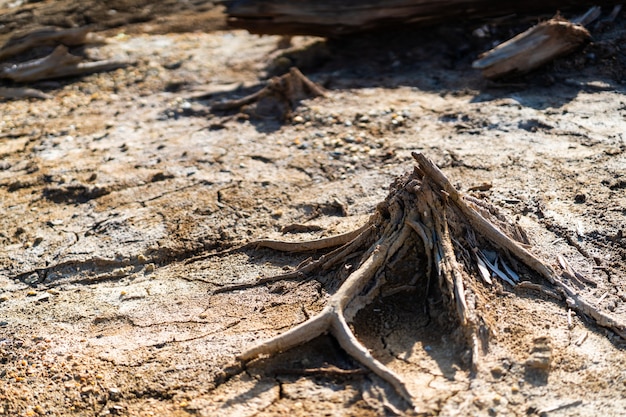 Pérdida de bosques como resultado de la contaminación, la sequía y los incendios. Forma inusual de troncos secos, textura de árbol muerto sin corteza