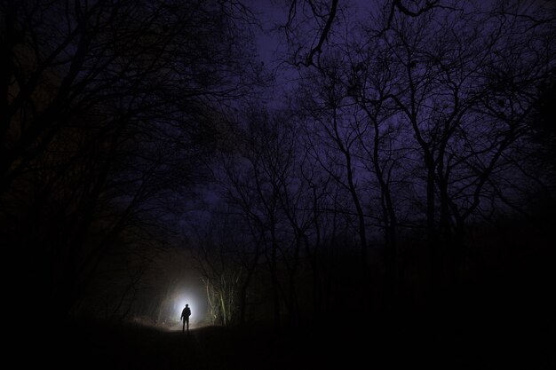 Foto perdido na floresta depois do anoitecer