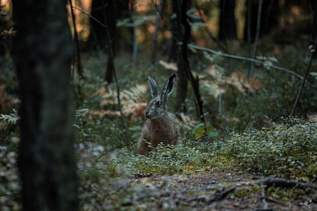 Foto perdido na floresta