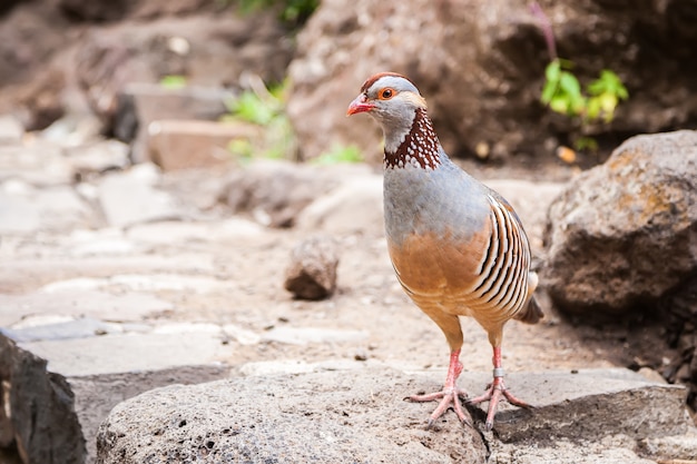 La perdiz canaria de patas rojas