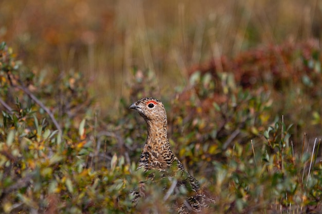 Una perdiz nival de sauce en verano buscando comida entre los sauces de la tundra en el ártico canadiense