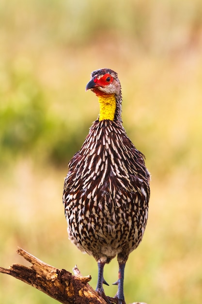 Perdiz en la rama. Spurfowl de cuello amarillo. Tarangire, Tanzania