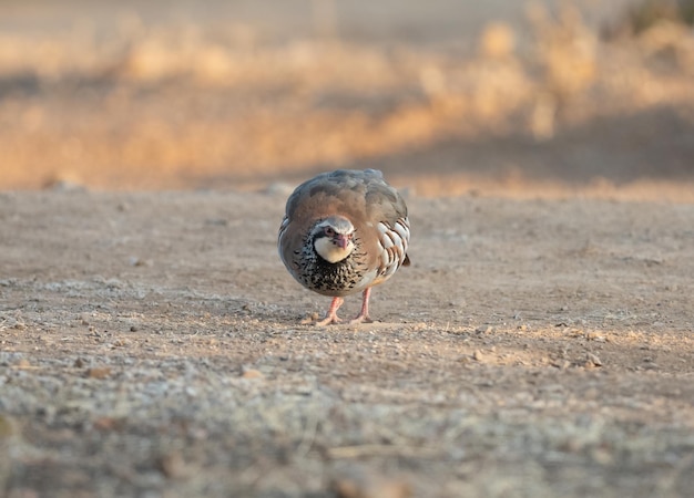 La perdiz roja Alectoris rufa en el campo español