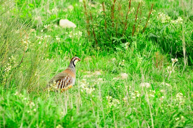 La perdiz roja es una especie de ave galliforme de la familia phasianidae.