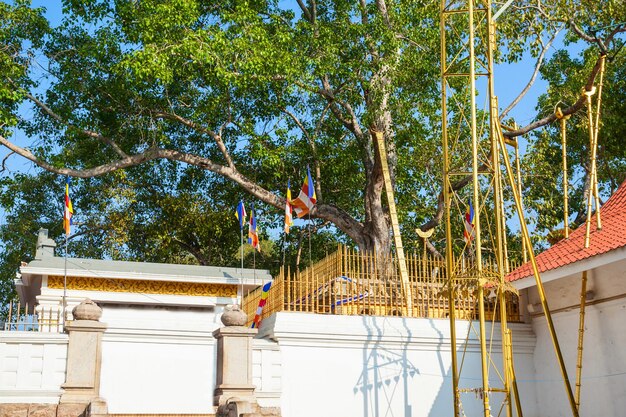 Peregrinos no identificados en el Jaya Sri Maha Bodhi. Es una higuera sagrada en Anuradhapura, Sri Lanka.