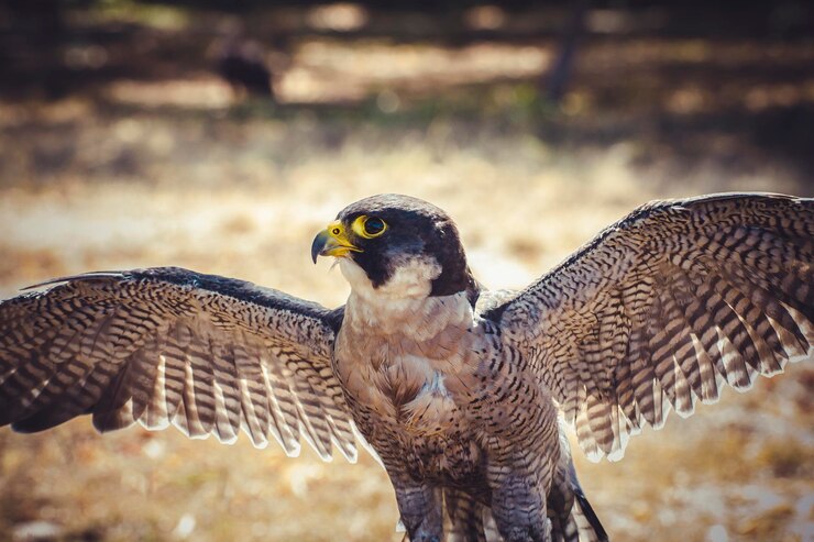 Foto peregrinus, falcão peregrino com asas abertas, ave de alta velocidade