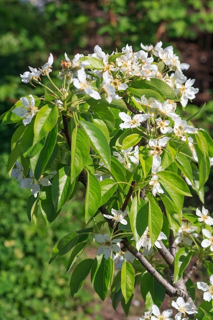 Pereira florescendo jovem com folhas verdes em um pomar de primavera com fundo natural.