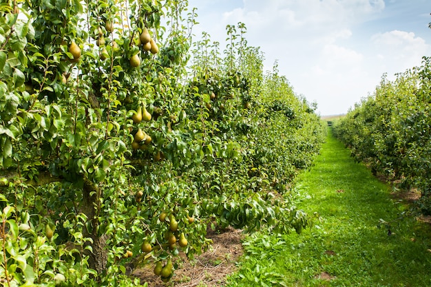 Pereiras carregadas de frutas em um pomar ao sol