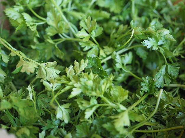 perejil aka cilantro