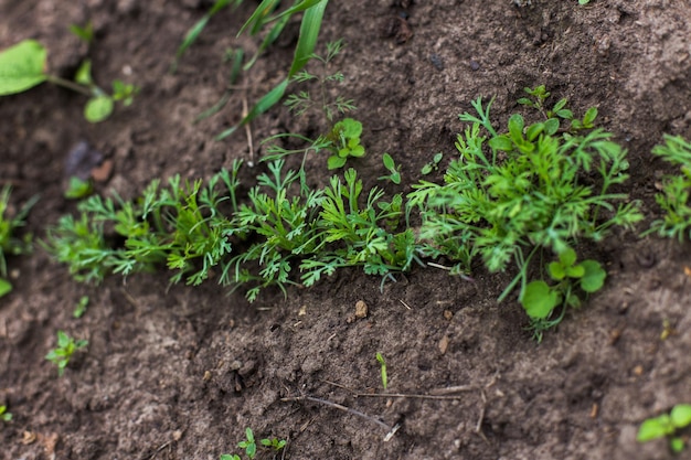 Perejil de brotes jóvenes En la cama del jardín de plantas de especias El arriba