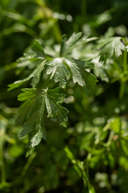 Perejil hojas de perejil hojas verdes perejil crece en el jardín macro jardín de primer plano