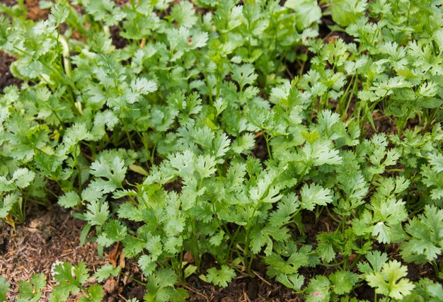 Perejil que crece en el jardin