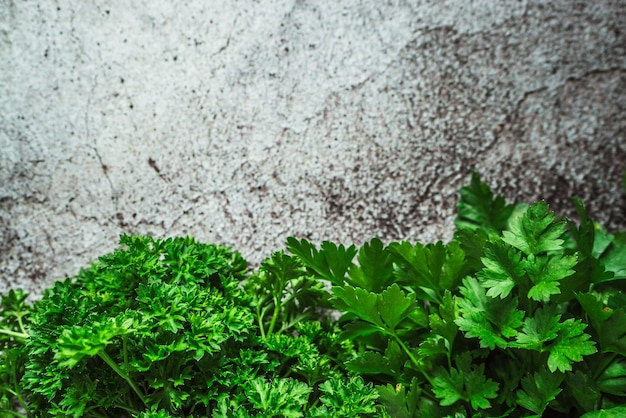 Perejil rizado fragante fresco verde sobre un fondo gris