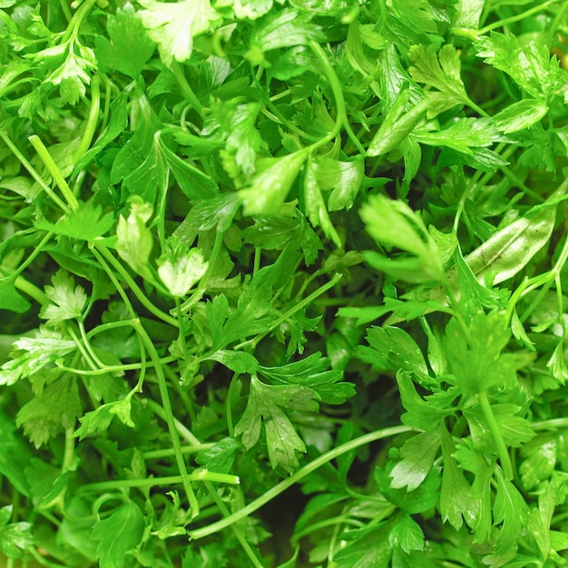 Perejil también conocido como cilantro