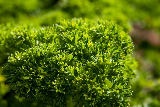 Perejil verde en el campo en la temporada de verano