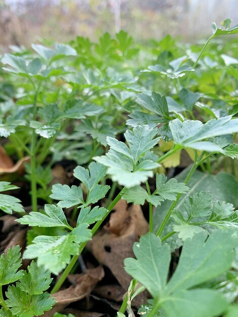 Perejil verde en condiciones naturales al aire libre