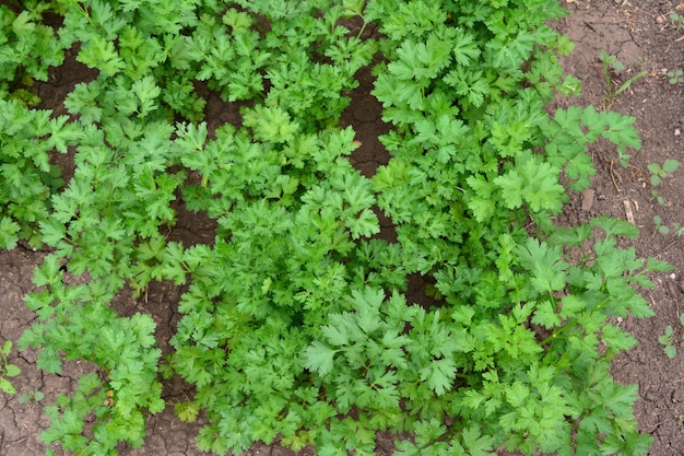 perejil verde creciendo en el lecho del jardín de cerca