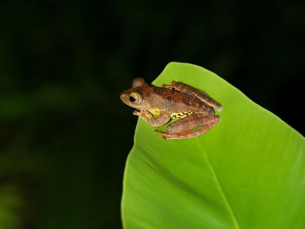 Foto perereca arlequim em uma folha - rhacophrus pardalis rhacophoridae danum valley sabah borneo malaysia