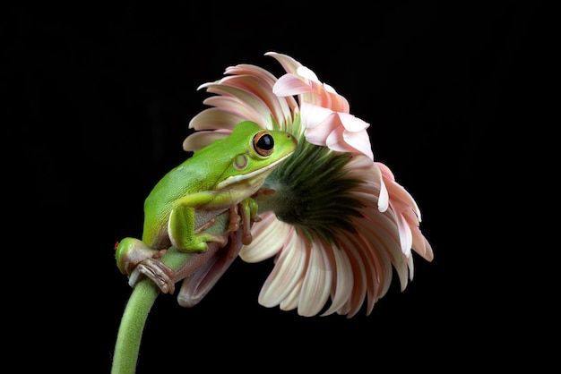 Perereca branca empoleirada em uma flor