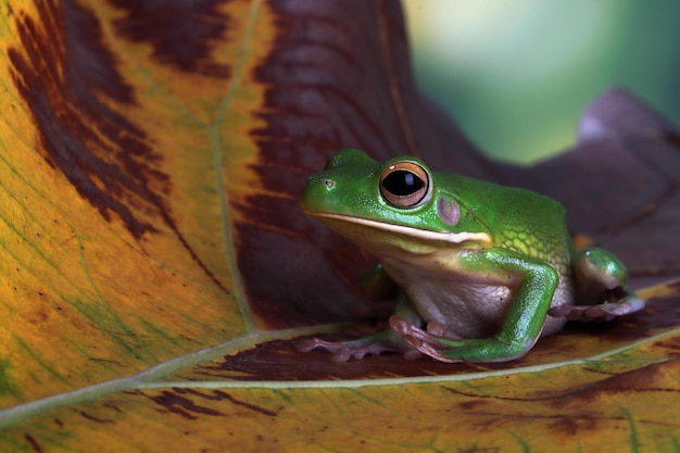 Perereca Litoria infrafrenata em folhas secas