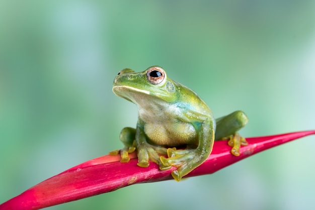 Perereca malaia empoleirada em uma flor vermelha