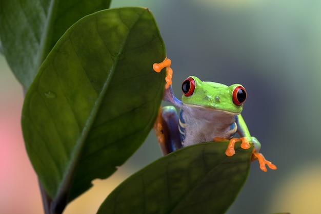 Pererecas de olhos vermelhos empoleiradas em um galho de árvore