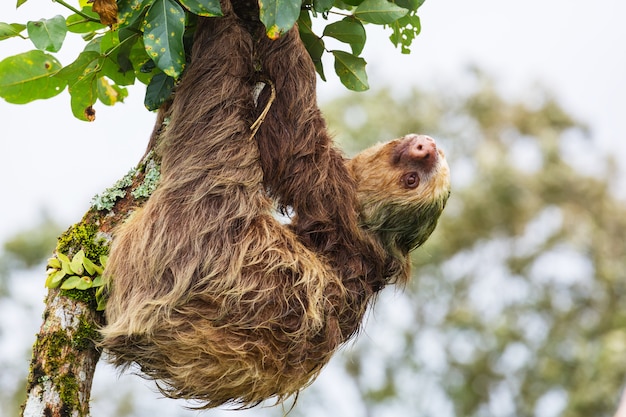 El perezoso en el árbol en Costa Rica, Centroamérica