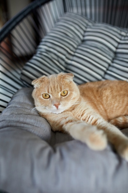 Perezoso gato atigrado jengibre relajándose en una almohada colocada en un sillón suave y mirando a la cámara en la sala de estar moderna y luminosa