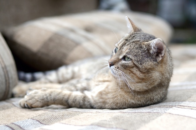 Perezoso gato atigrado siesta en el sofá