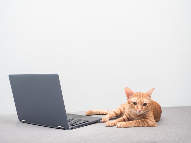 Perezoso gato color naranja aly relajarse en el sofá con fondo de pared blanca portátil en casa