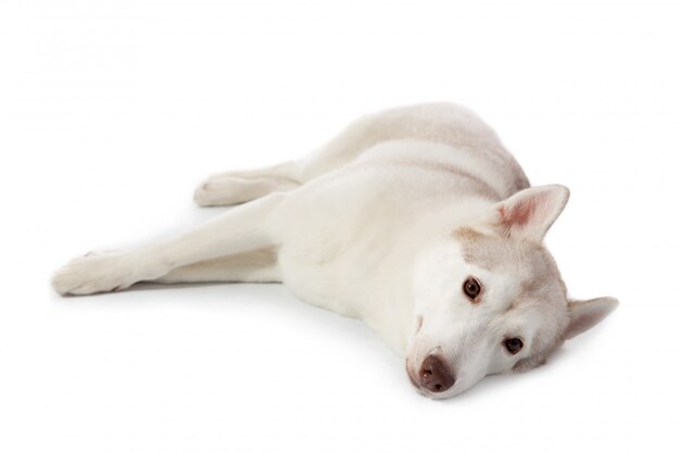 Perezoso husky siberiano tirado en el piso