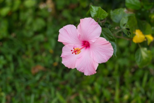 Perfect Pink Hibiscus Blossom in Natural Environment.