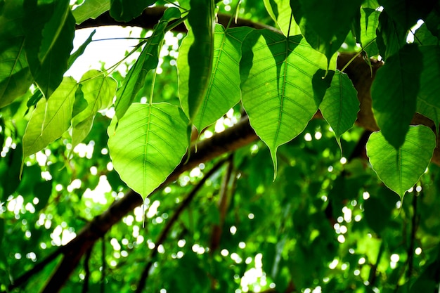 Perfecta textura de hoja de bo verde - primer plano