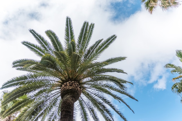 Perfekte Palmen vor einem wunderschönen blauen Himmel