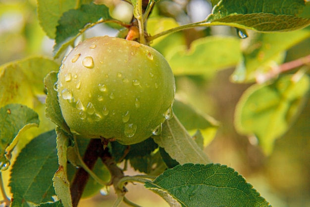 Perfekter grüner Apfel, der auf Baum im organischen Apfelgarten wächst