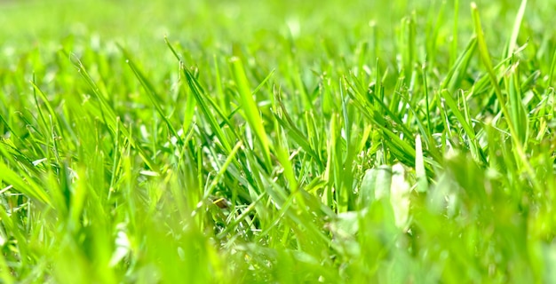 Perfekter grüner Hintergrund durch das frische Gras