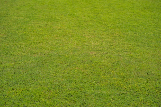 Perfekter Rasen mit grünem Grasblick von oben.