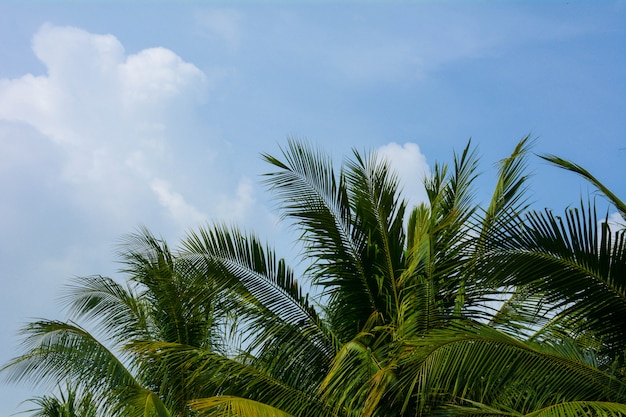 Perfektes Palmenblatt auf blauem Himmel