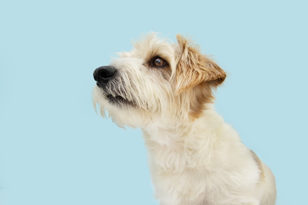 Perfil atento perro jack russell mirando a otro lado. Aislado en superficie azul