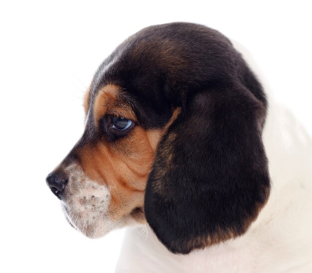 Perfil de un beagle puppi marrón y negro