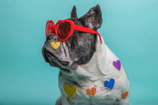 Foto perfil de un bulldog francés con gafas rojas en forma de corazón sentado sobre un fondo azul