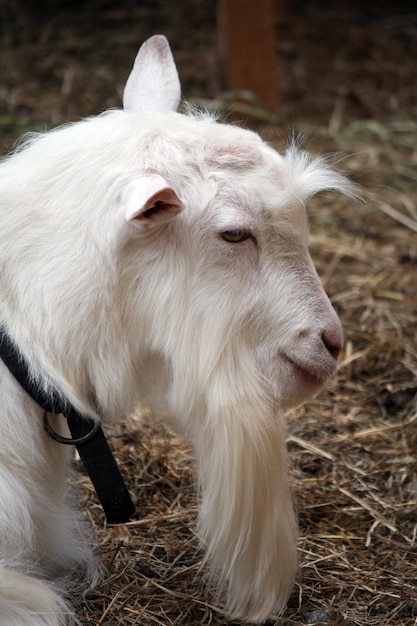 Perfil de cabra blanca de barba larga