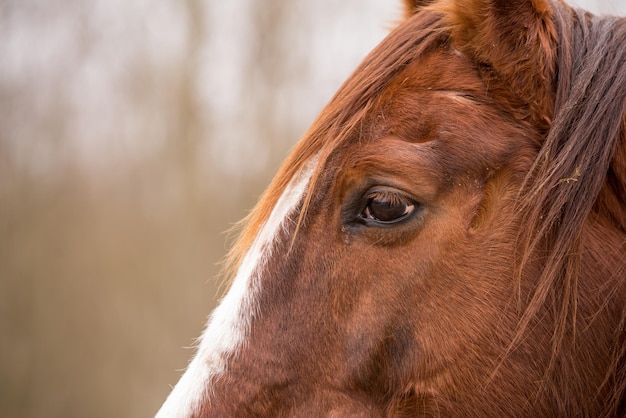 Perfil Cerrar el ojo del caballo marrón afuera