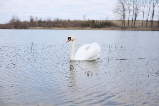 Perfil de cisne blanco en el lago brumoso azul el cisne está limpiando sus plumas cuello de cisne curvo Foto de alta calidad