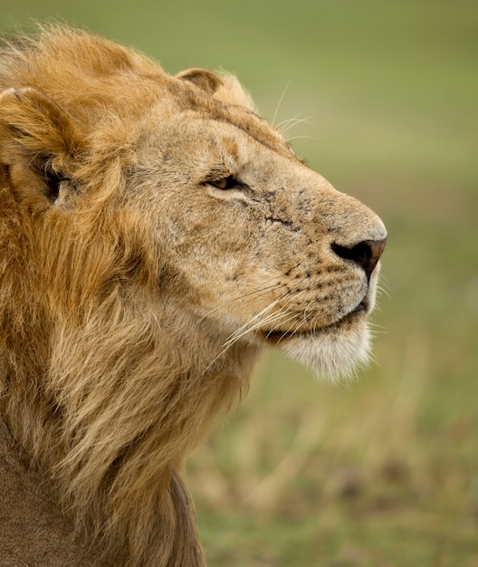 Perfil close-up, de, adulto, leão, parque nacional serengeti, serengeti, tanzânia