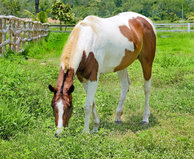 Perfil de cavalo. Retrato de cavalo